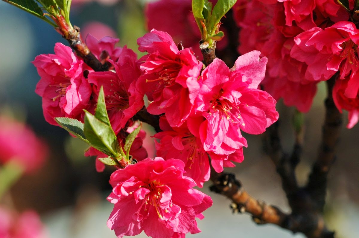 Mùa xuân là lúc của những bông Hoa Tết đẹp nở rộ đầy màu sắc. Hãy cùng xem những loài hoa này tươi tắn và tinh khiết trên nền trời xanh trong ảnh này.